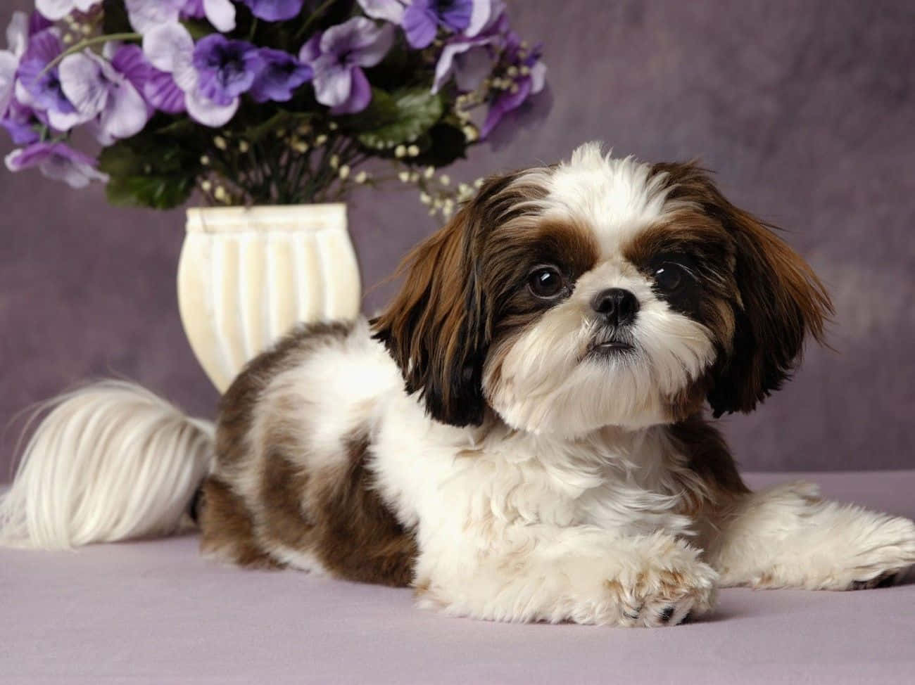 西施犬幼犬 - 西施犬幼犬 壁紙 — 一隻毛茸茸的啡白色西施犬，喺柔和嘅紫色背景前，平靜咁躺喺一個紫色花樽旁邊。