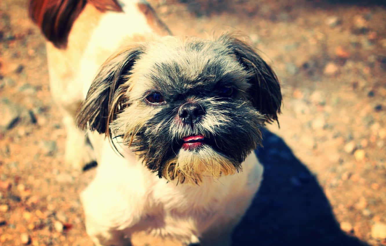 毛茸茸的西施犬在陽光下站在碎石上，表情不悅。