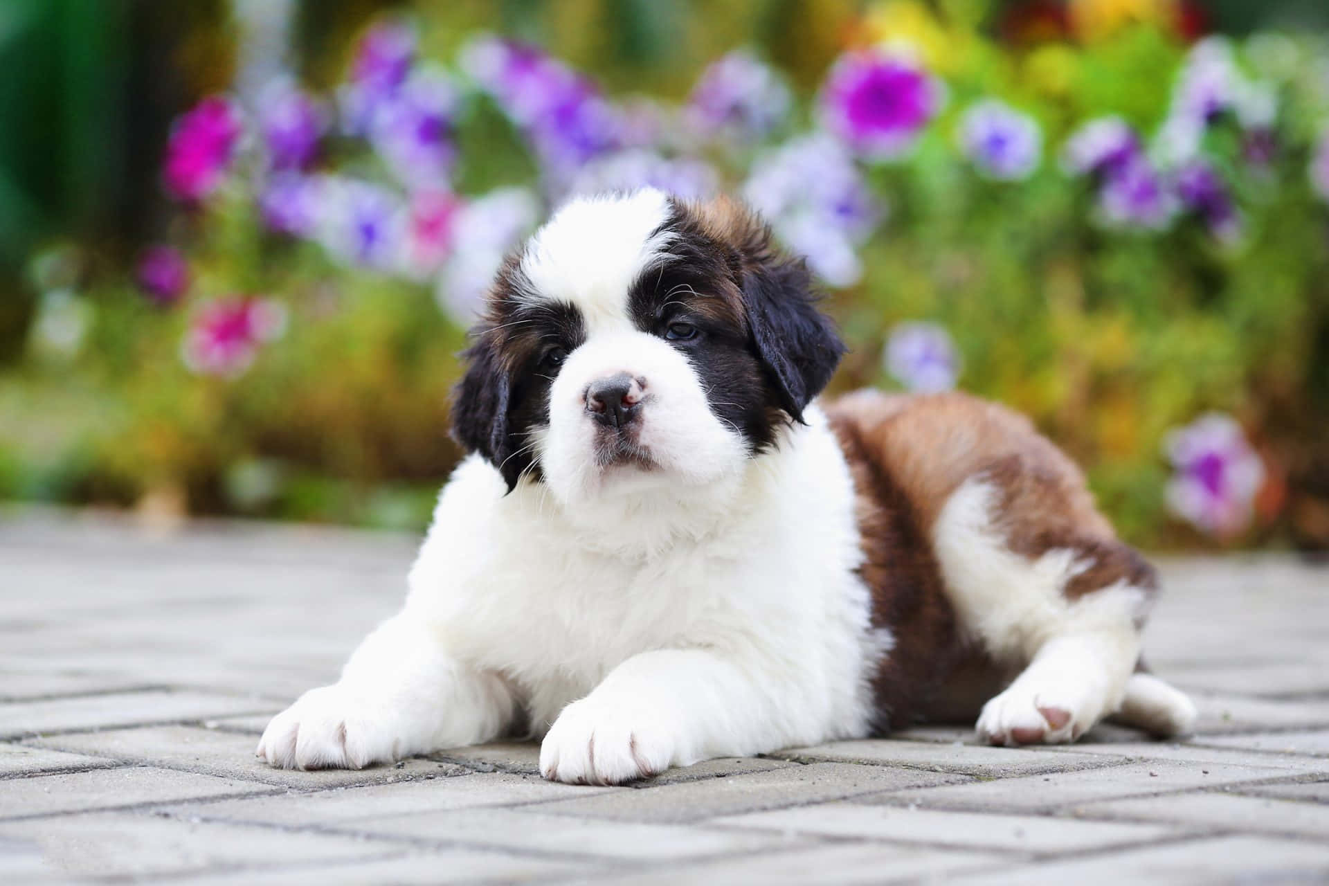 一隻聖伯納犬幼犬在石徑上休息，背景有花朵。