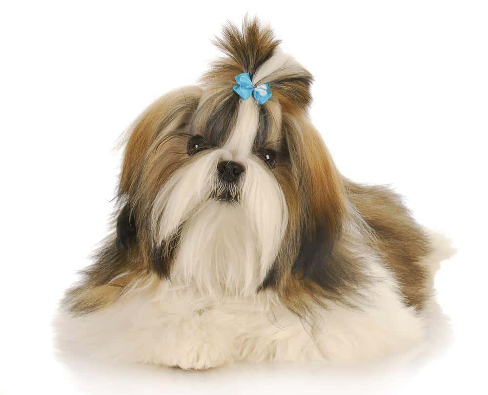 毛茸茸的西施犬，頭上戴著藍色蝴蝶結，躺著。