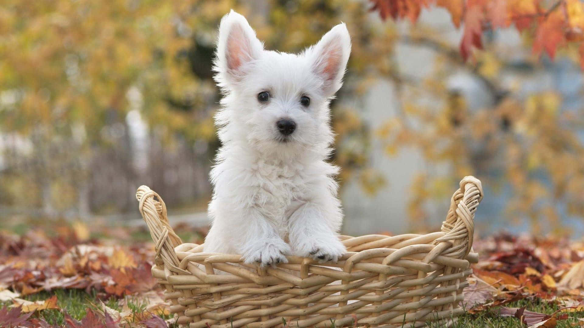 西蘭德獵犬幼犬坐在籃子裡的照片 壁紙 — 一隻毛茸茸的白色西高地白爹利幼犬可愛地坐在一個被秋葉包圍的編織籃子裡。