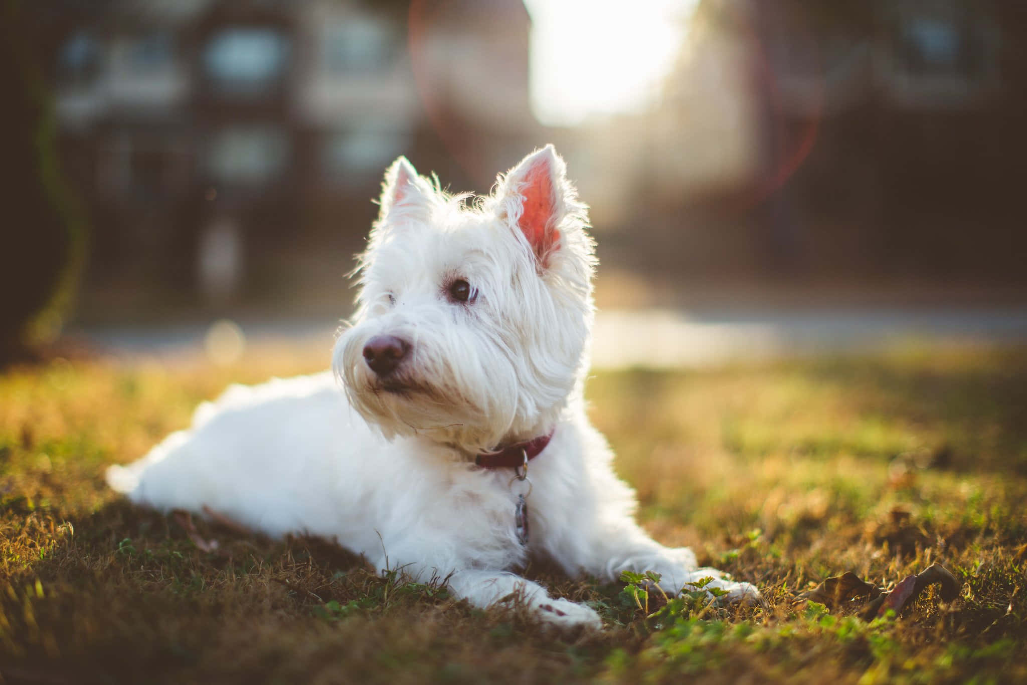 西蘭德獵犬白犬照片 壁紙 — 一隻毛茸茸的白色西高地白梗在陽光照耀的草地上安靜地休息，身後有溫暖的金色光芒。