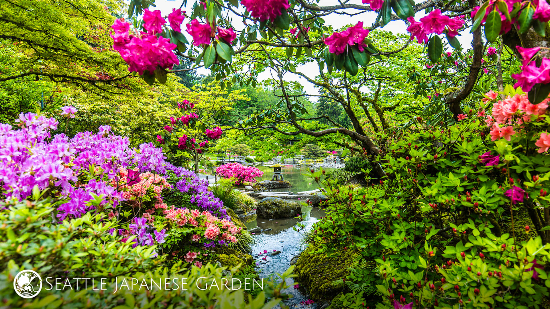 一個寧靜的日本花園，盛開的杜鵑花和石砌小溪。