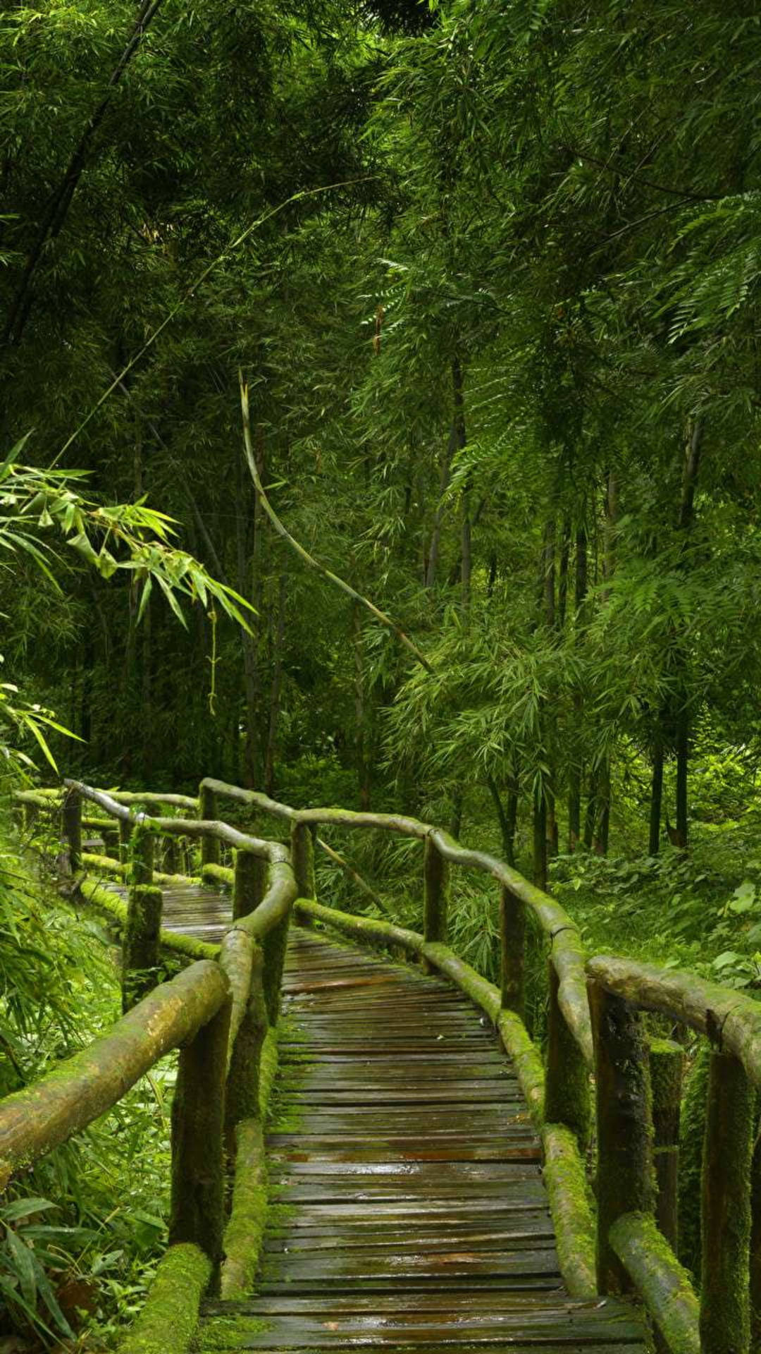 茂密竹林中一座長滿苔蘚的弧形木橋。