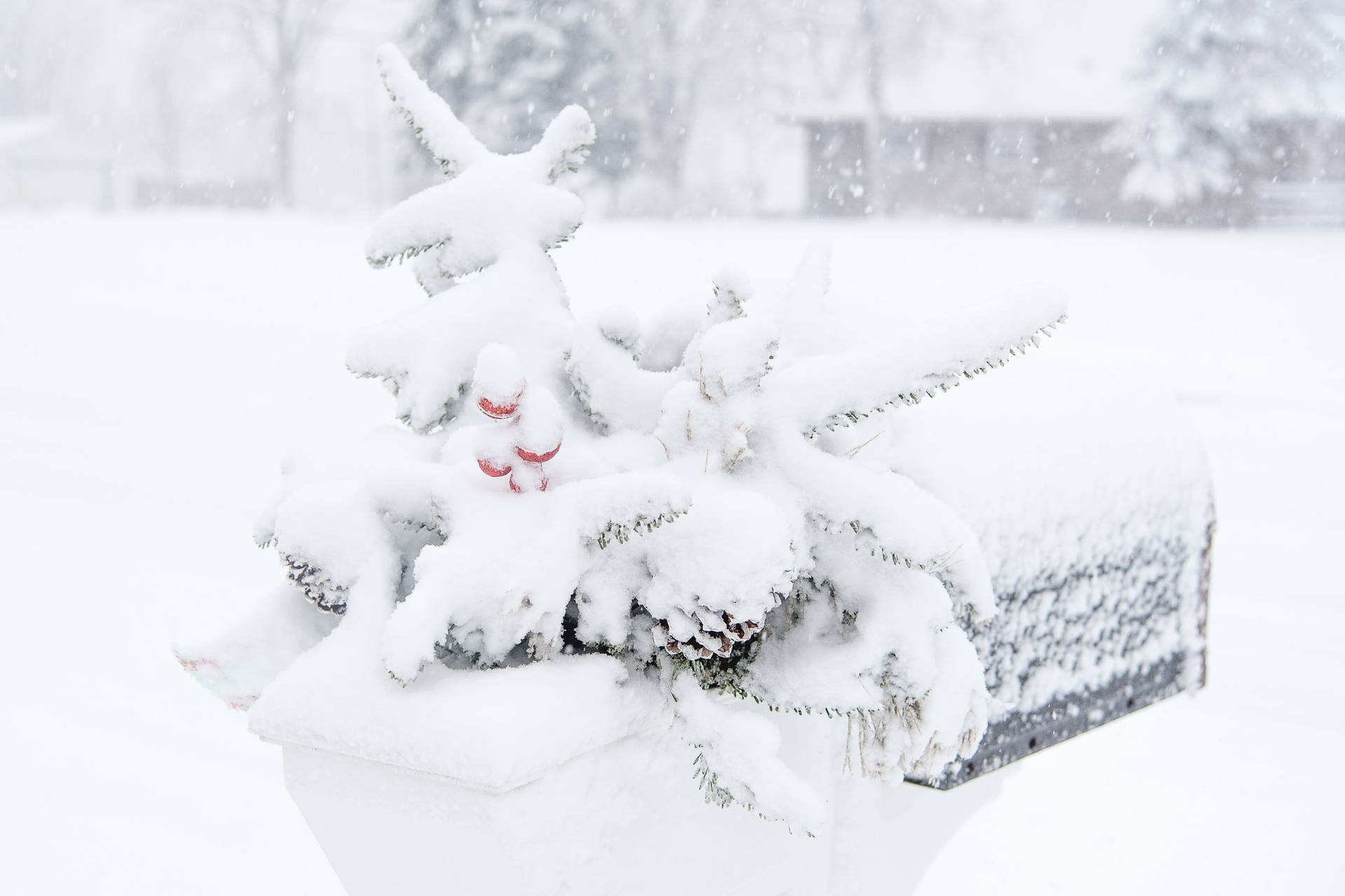 積雪的郵箱與常青樹枝的冬日景象。