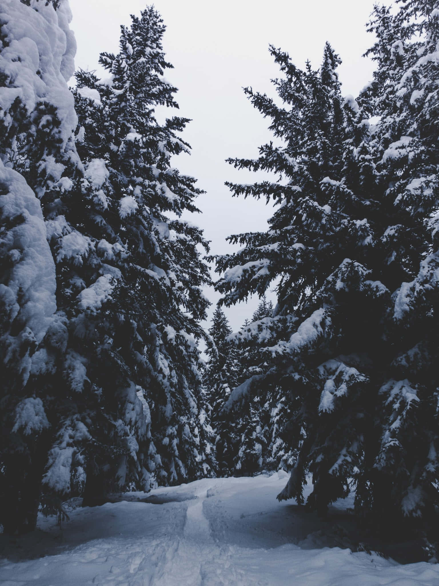 覆蓋雪的松樹林 壁紙 — 一條白雪覆蓋的森林小徑蜿蜒在參天的常青樹之間，樹上掛滿了新鮮的積雪，映襯著蒼白的冬日天空。