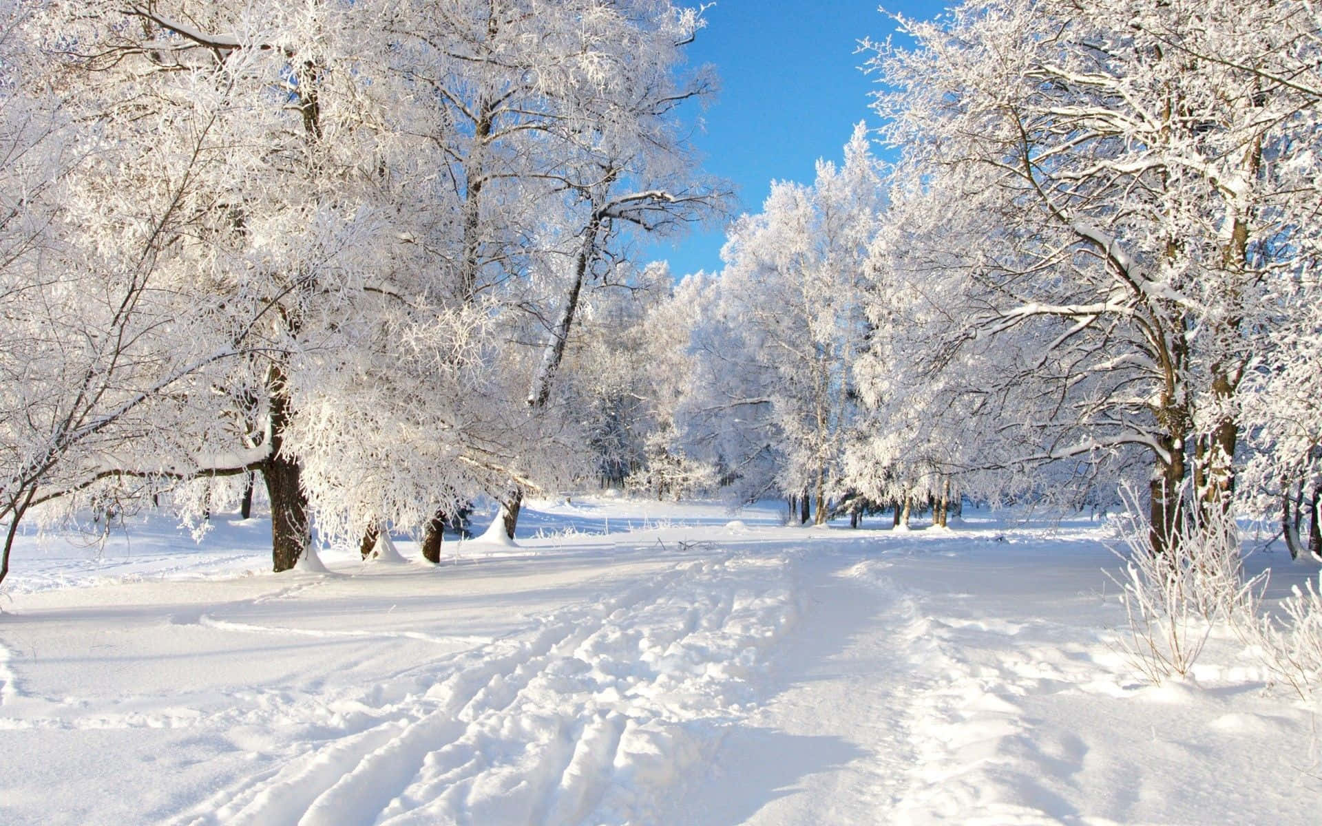 覆蓋雪的森林小徑 壁紙 — 一條陽光明媚的冬季森林小徑蜿蜒穿過白雪覆蓋的樹木，在清澈的藍天下。