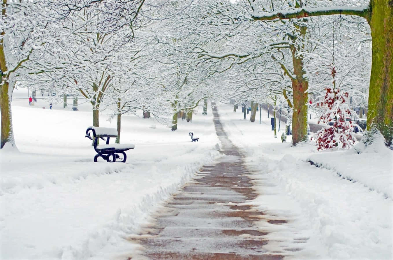 冬季雪景步道與樹木