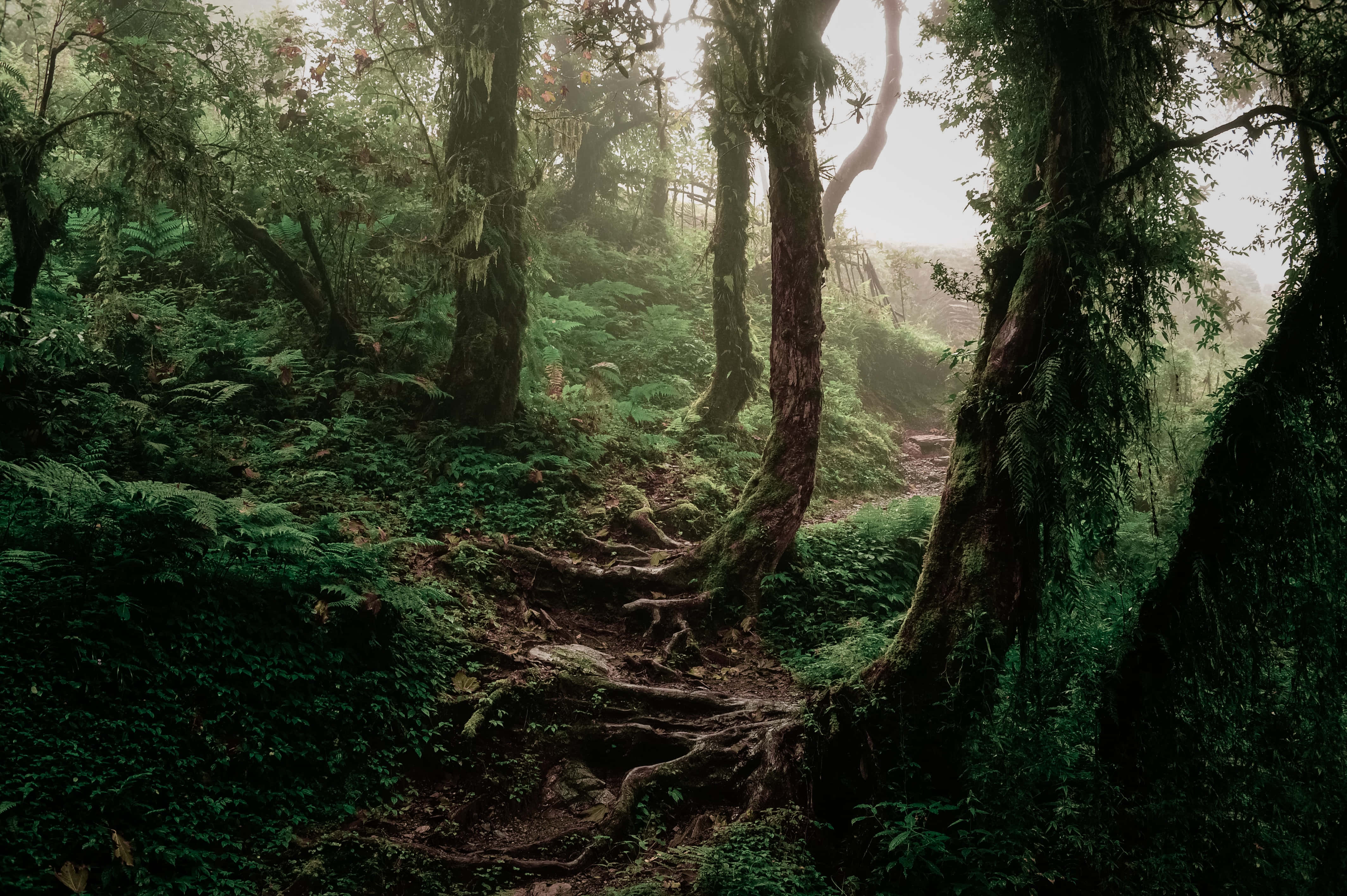 覆蓋青苔的叢林背景 壁紙 — 一條霧氣瀰漫的森林小徑蜿蜒穿過長滿苔蘚的樹木和蕨類植物，柔和的光線透過樹冠灑落。