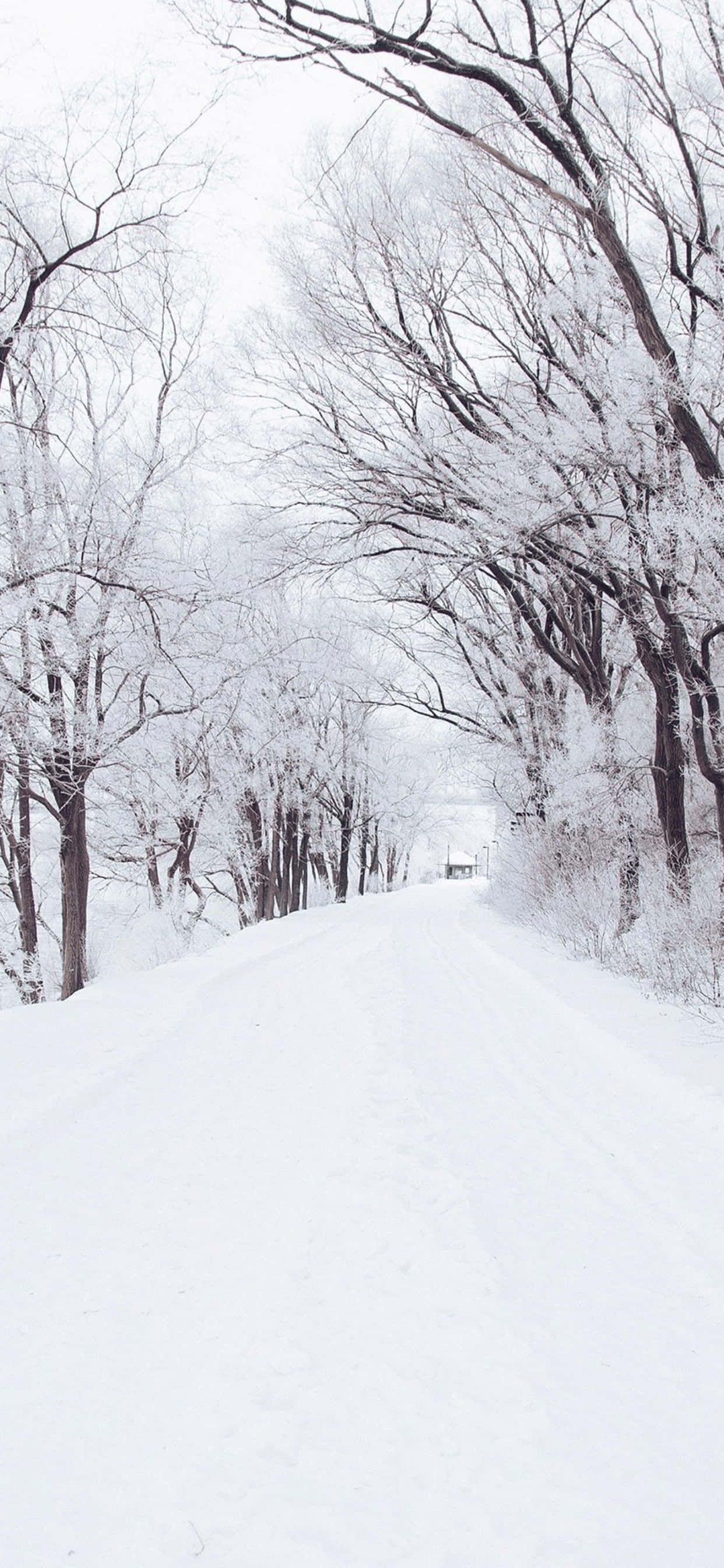 覆雪小徑 iPhone XS Max 冬季背景 壁紙 — 一條白雪覆蓋的道路蜿蜒穿過光禿禿的樹木，樹木在陰沉的冬日天空下披著霜。
