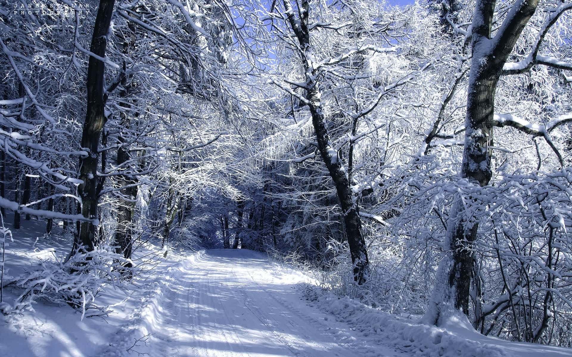 覆雪小徑 壁紙 — 一條寧靜的冬季小徑蜿蜒穿過白雪覆蓋的森林，光禿禿的樹木在明亮的藍天下閃耀。