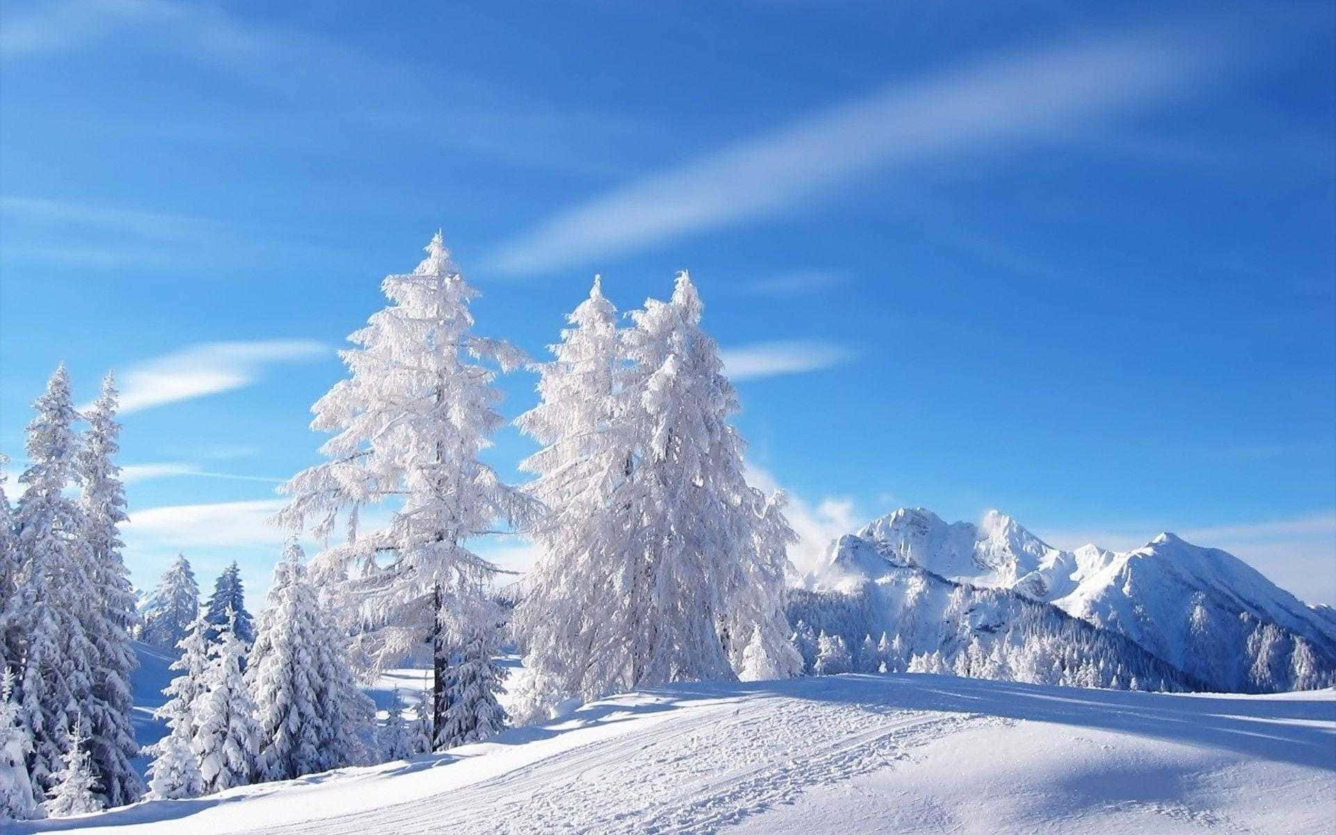 白雪覆蓋的松樹和山脈，在清澈的藍天下