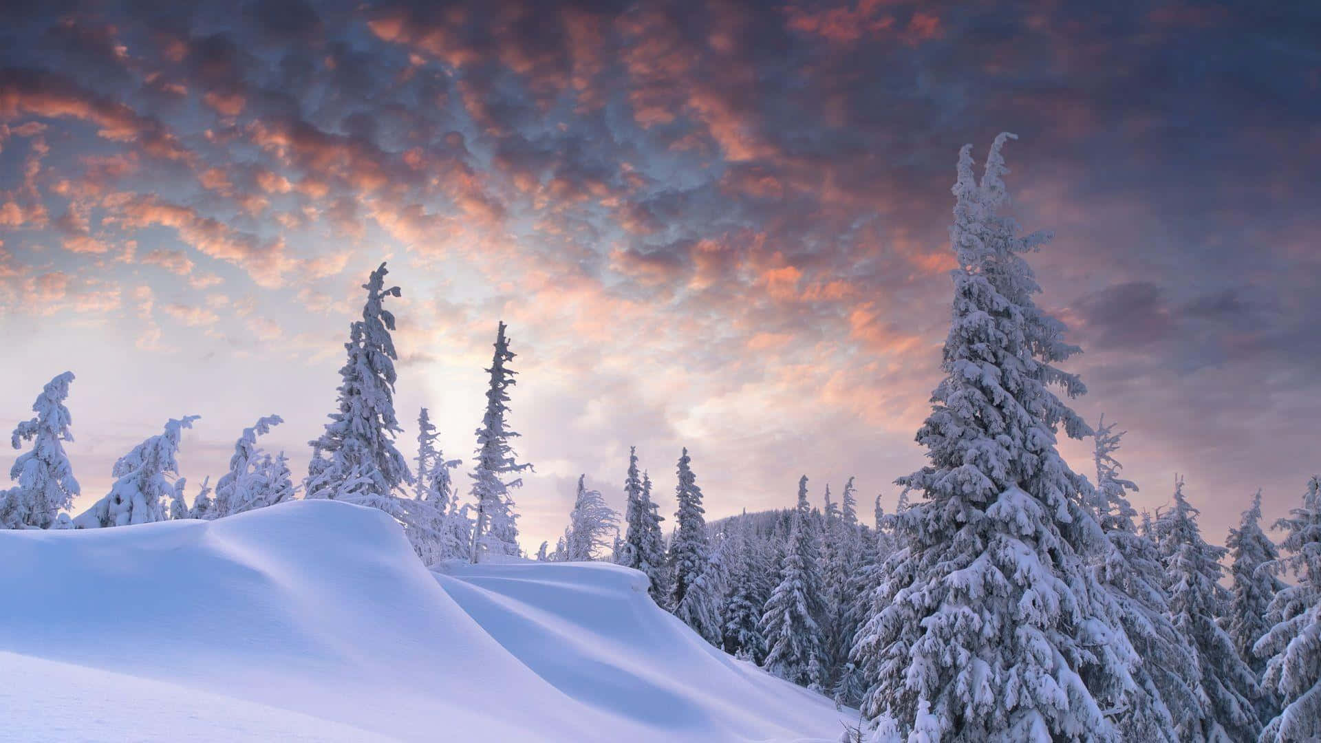 覆雪山巒與樹木及美麗天空 壁紙 — 白雪覆蓋的松樹在寧靜的冬季森林中，在戲劇性的粉紅色和紫色日落天空下高高聳立。