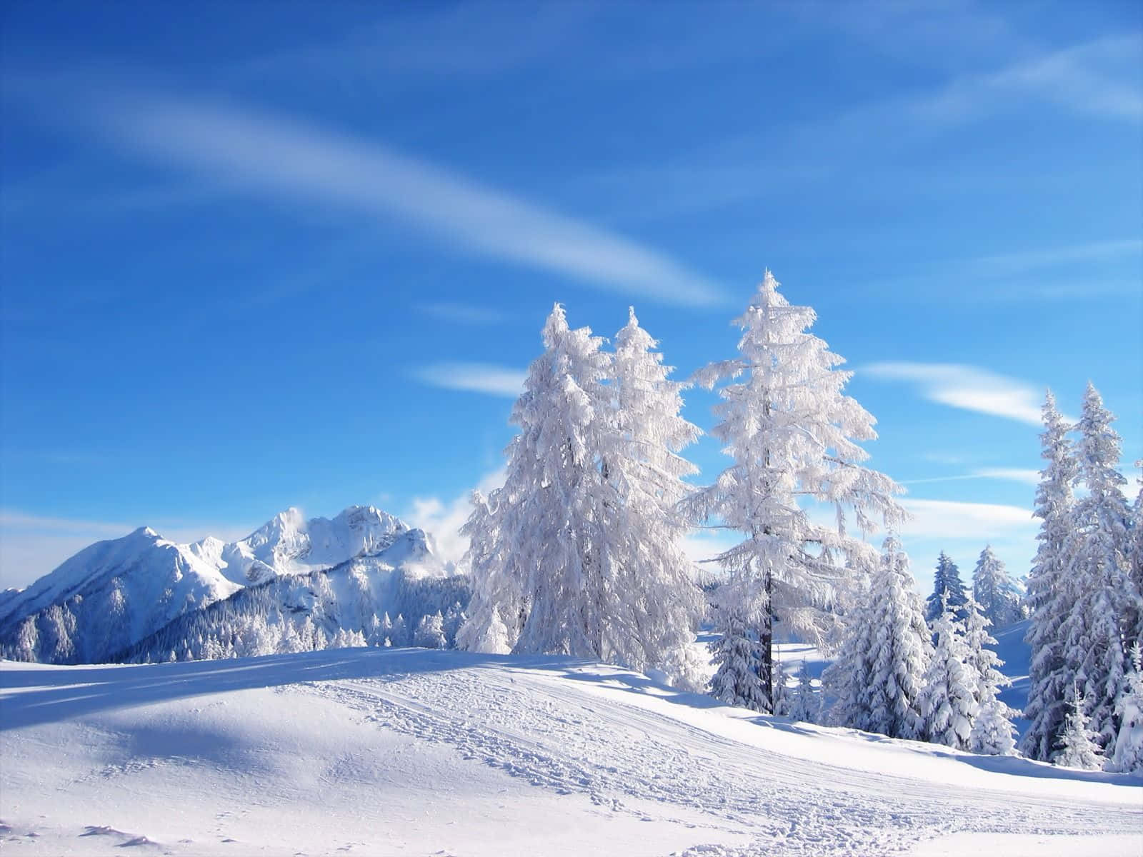 覆雪山巒與背景樹林 壁紙 — 白雪覆蓋的松樹在晴朗的藍天下高高聳立，遠處的山峰在明亮的陽光下清晰可見。