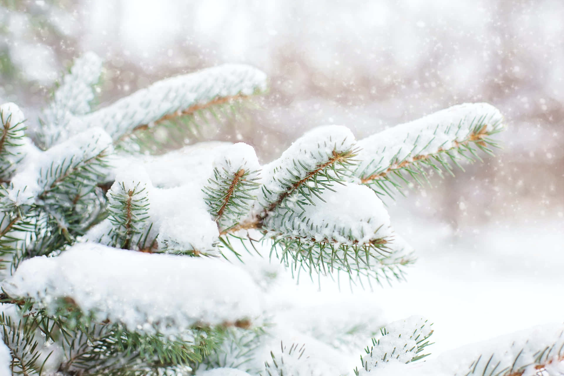 冬日森林中積雪的松樹枝條，雪花飄落。