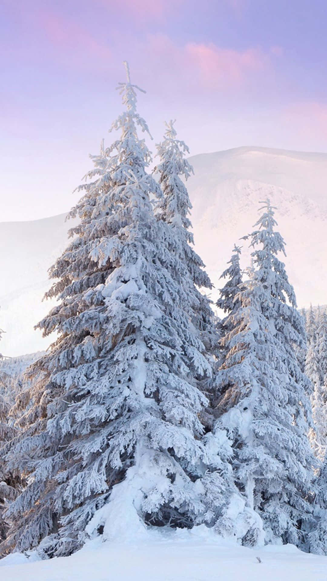 黎明時分冬季山景中的積雪松樹。