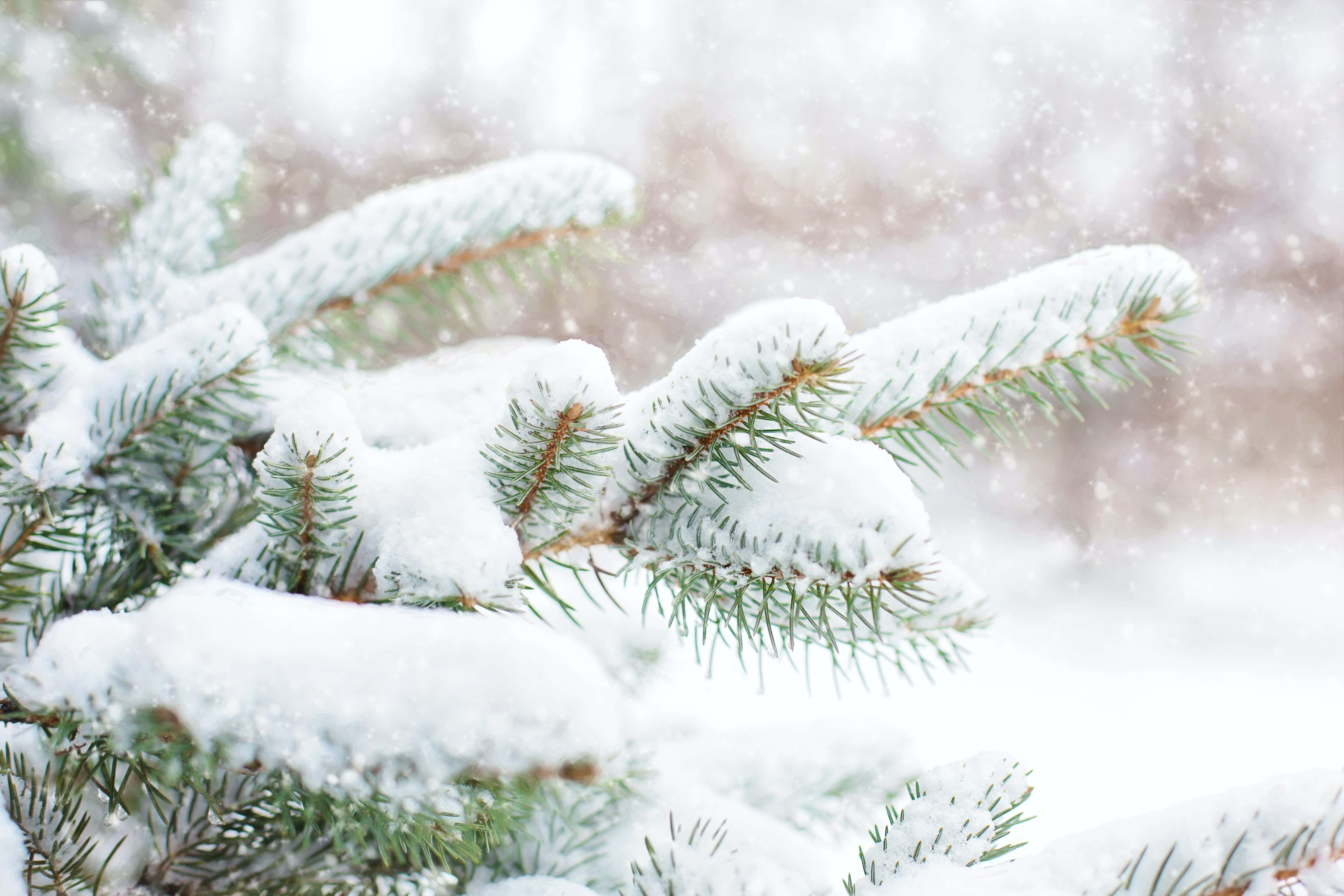覆雪松樹特寫 壁紙 — 雪花輕輕飄落在積雪的常綠樹枝周圍，營造出柔和的冬日森林場景。