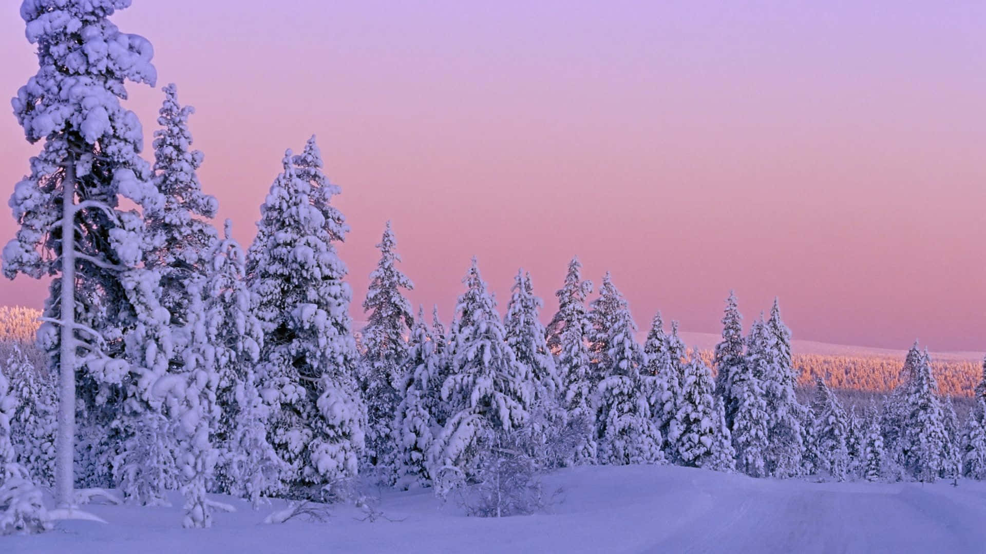 覆雪森林可愛冬季背景 壁紙 — 在寧靜的冬日森林中，積雪的松樹在柔和的粉紫色暮色天空下形成剪影。