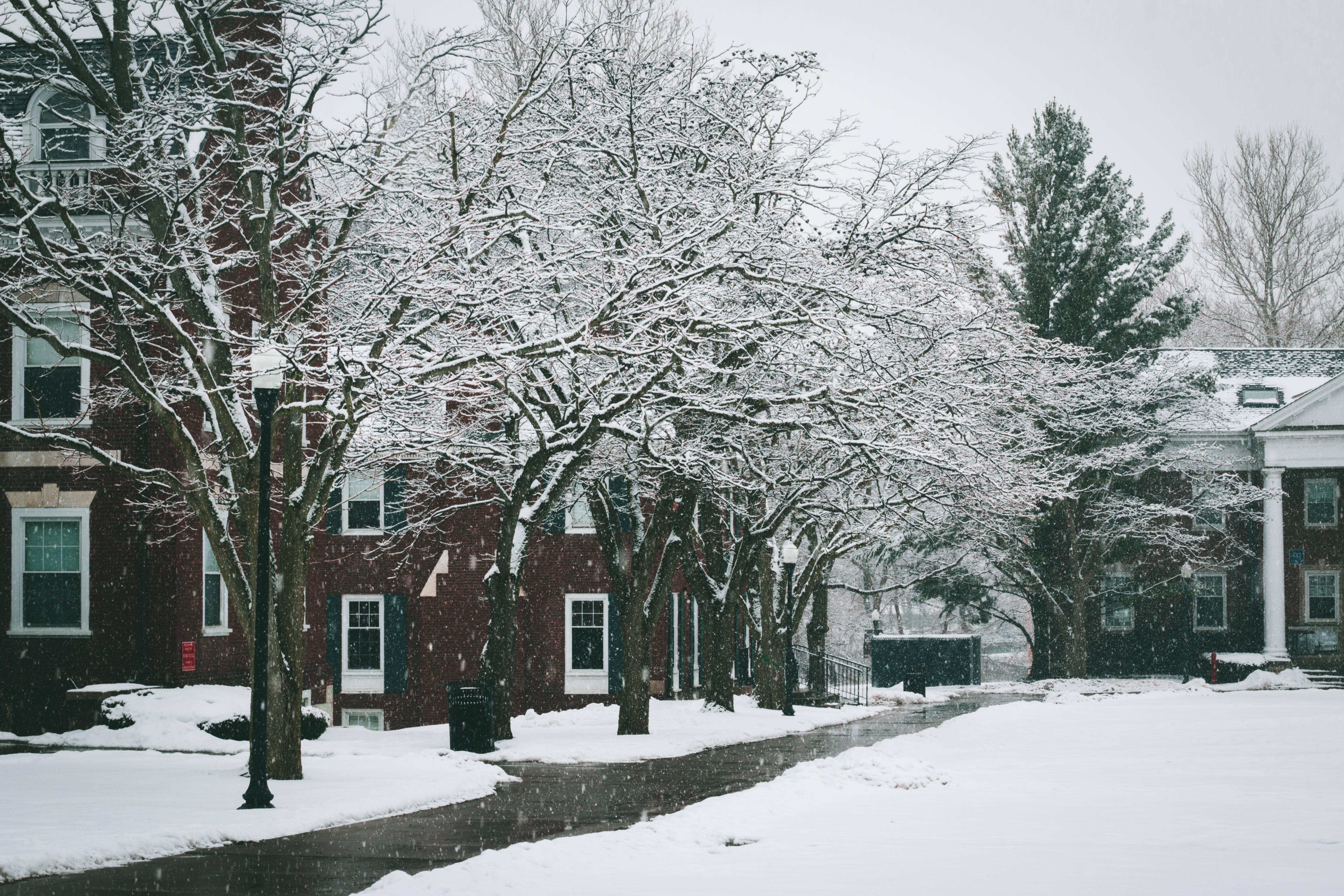 覆雪樹木的大學校園 壁紙 — 白雪覆蓋著光禿禿的樹木和磚砌建築，沿著一條寧靜的住宅街道，在灰色的冬日天空下。