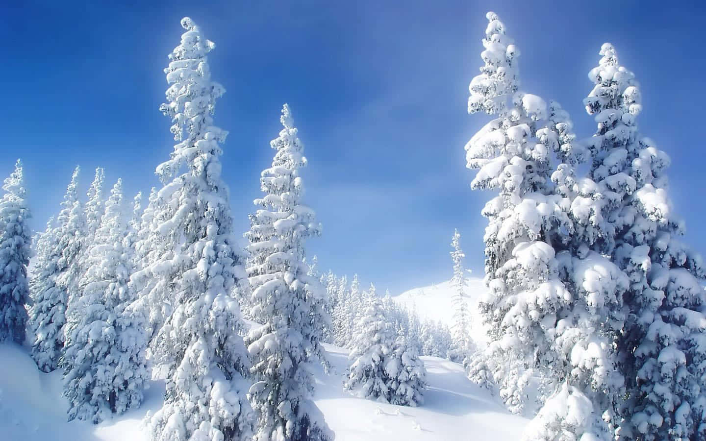 晴朗藍天下，明亮冬日森林中白雪覆蓋的松樹。