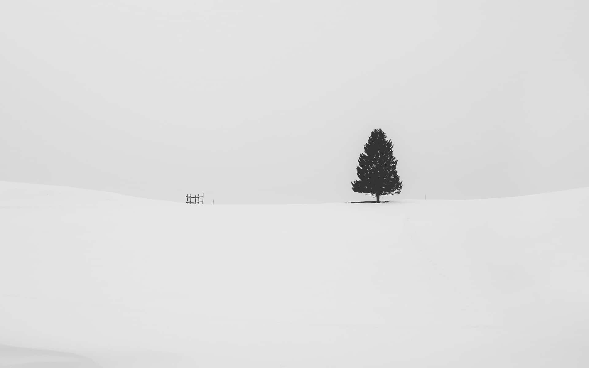雪地上的孤獨松樹與小木結構，灰色天空下