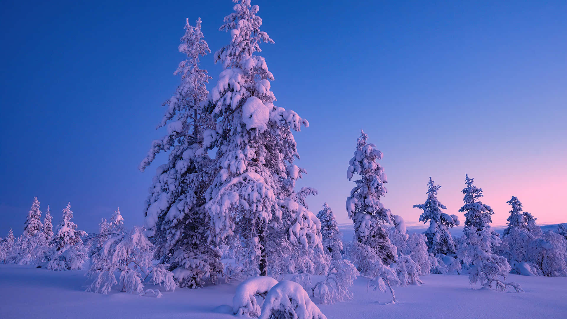覆雪樹林的美麗冬日風景 壁紙 — 積雪的松樹在暮色天空下高高聳立，天空塗上柔和的藍色和粉紅色調。