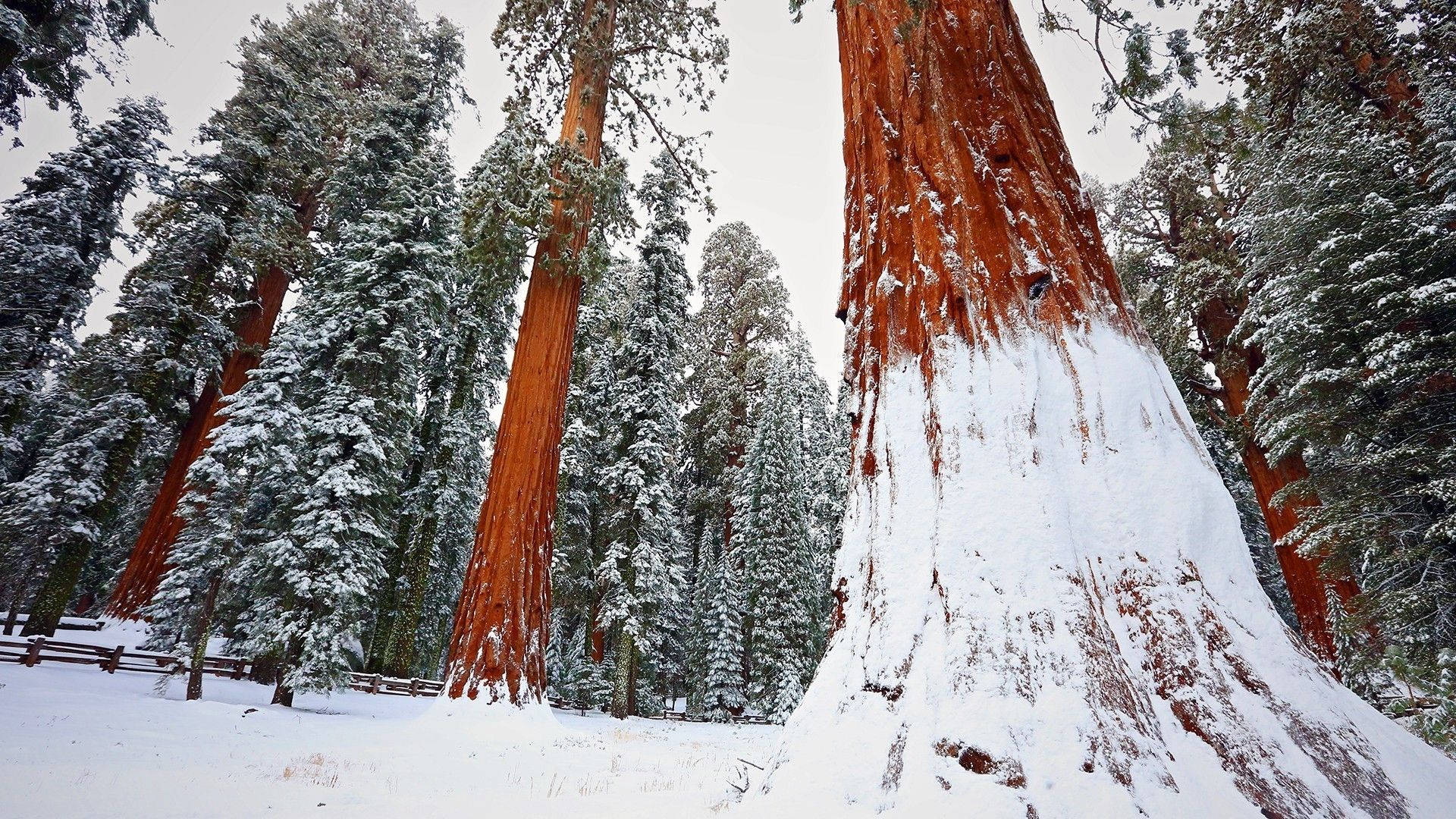 白雪覆蓋的紅杉樹冬季森林