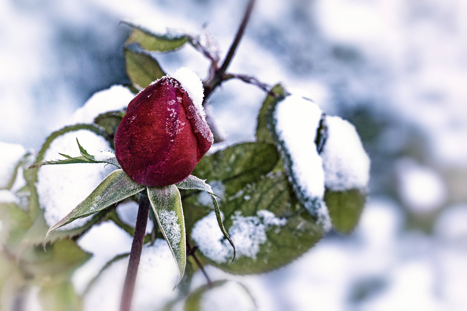 冬日裡，結霜的樹枝上有一朵沾滿雪花的紅玫瑰花蕾。