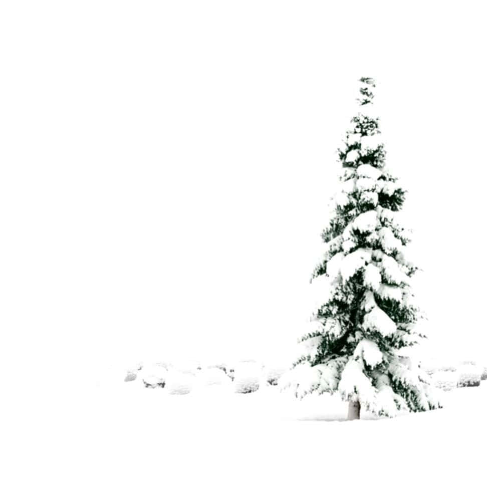在雪白的冬季景觀中，一棵被雪覆蓋的常青樹。