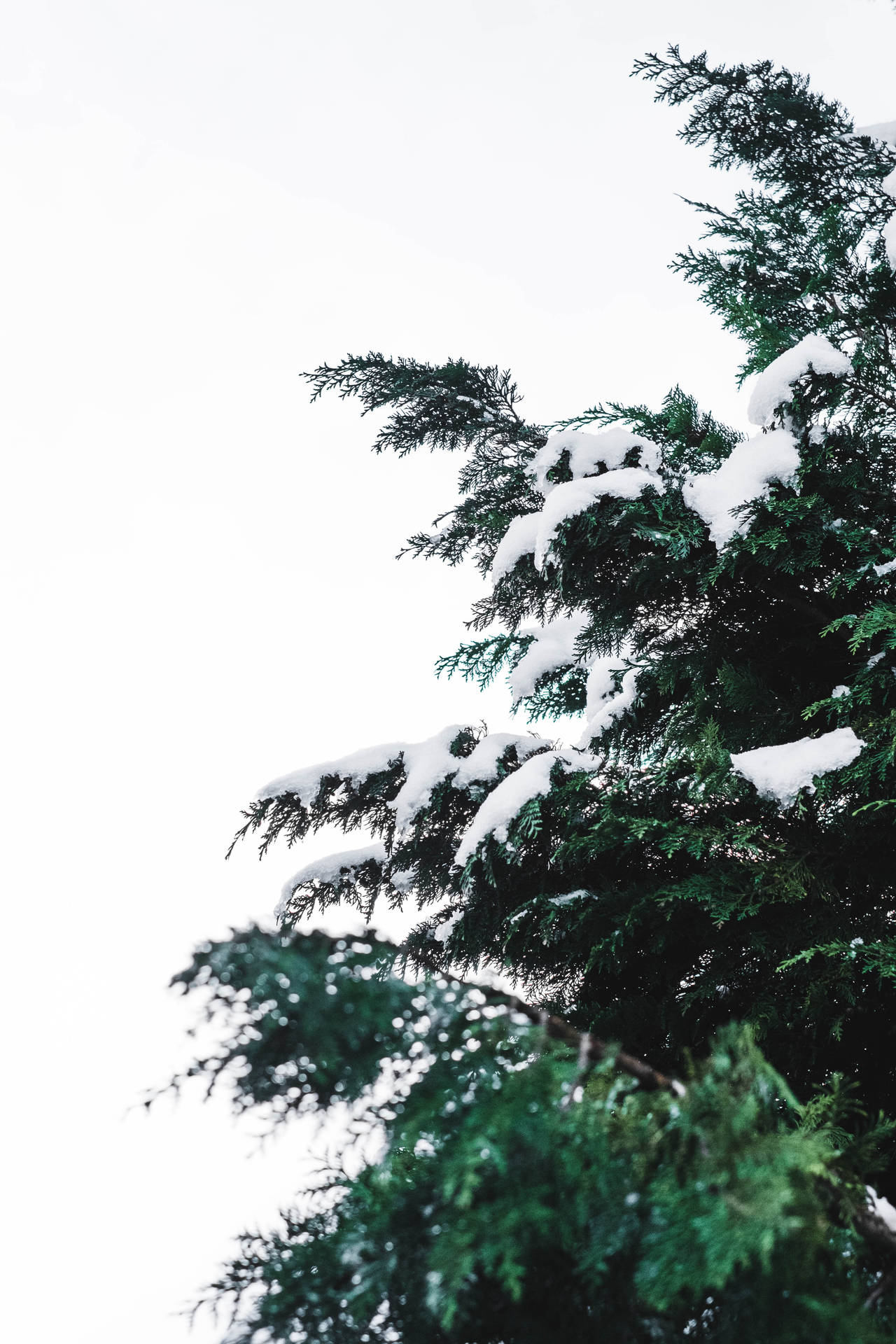 白雪覆蓋的常綠樹枝，映襯著明亮的白色天空