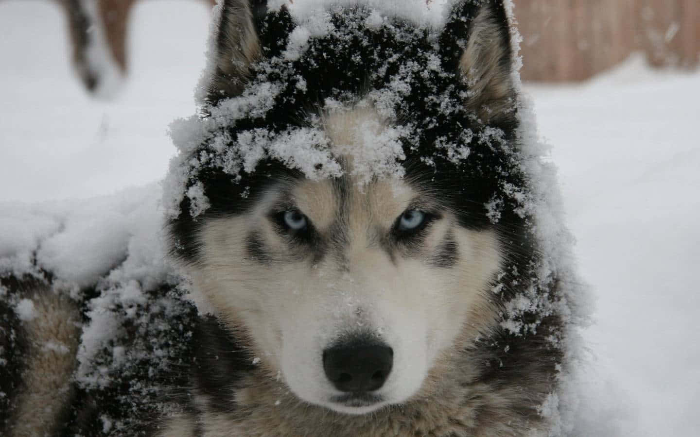 一隻覆蓋著雪的哈士奇狗，明亮的藍色眼睛看著鏡頭。