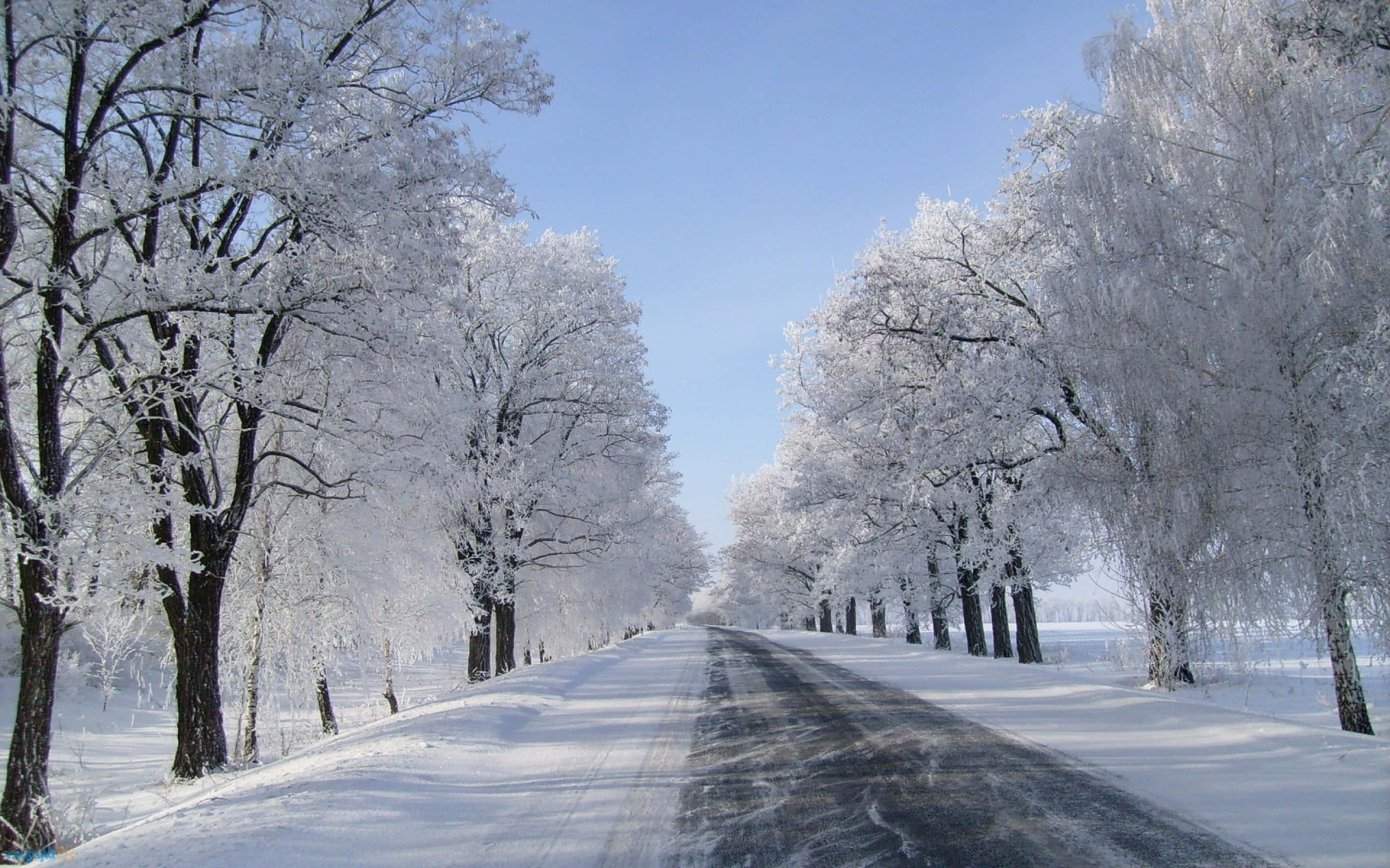 覆雪道路 壁紙 — 一條被雪覆蓋的道路延伸到遠方，兩旁是結霜的樹木，在清澈的藍色冬日天空下。