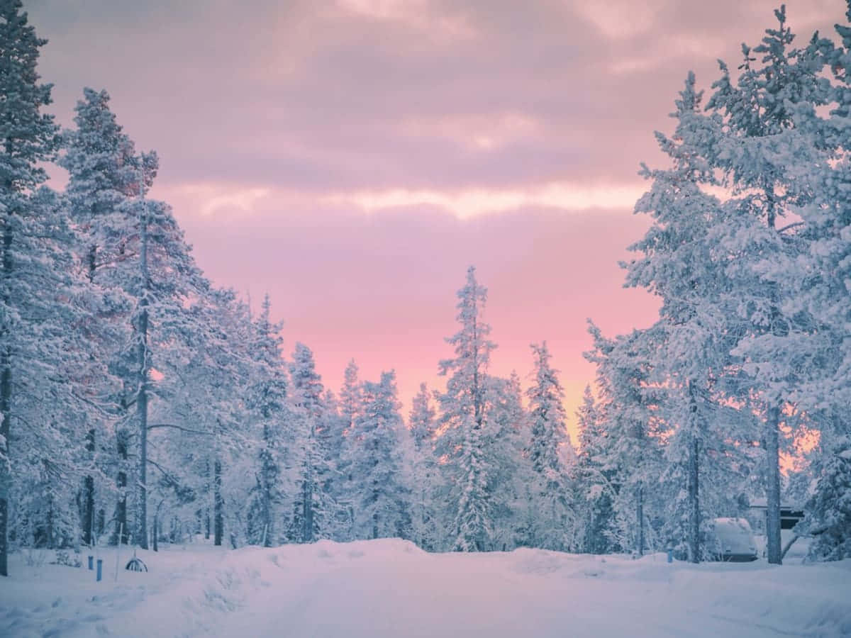 覆雪道路與背景樹林 壁紙 — 白雪覆蓋的松樹在柔和粉紅與薰衣草色的暮色天空下，聳立於寧靜的冬季森林中。