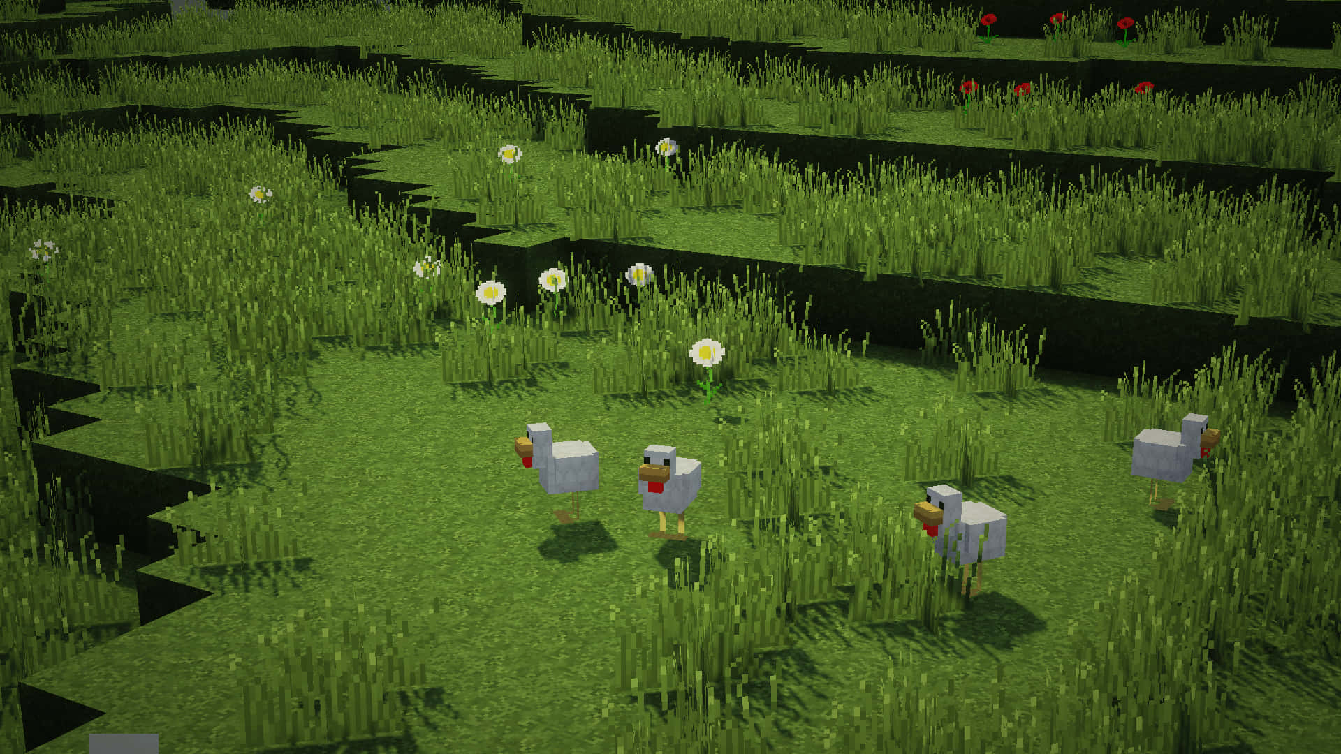見證Minecraft Shaders的驚人圖形效果 壁紙 — 方塊雞在陽光普照下，於點綴著雛菊和紅花的像素化草地上漫步。