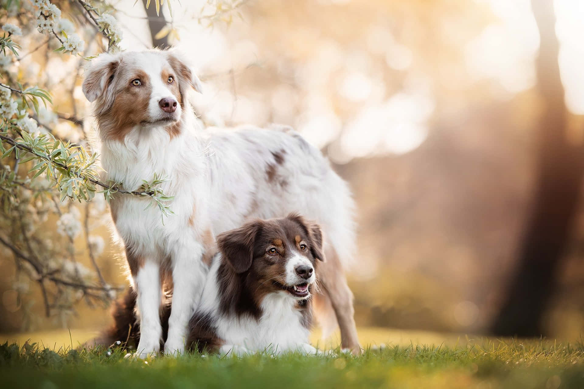 兩隻澳洲牧羊犬在陽光明媚的花園中站立和坐著，周圍有開花的樹木。