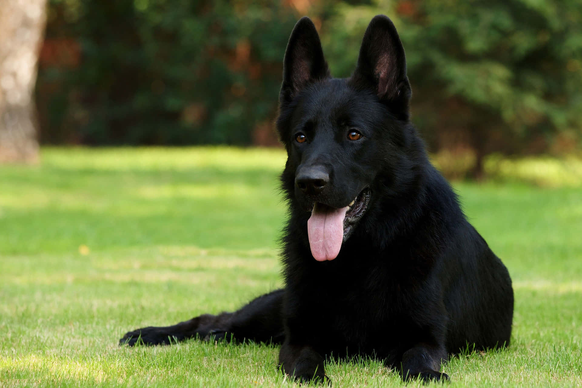 黑色德國牧羊犬在綠色草地上休息，舌頭伸出