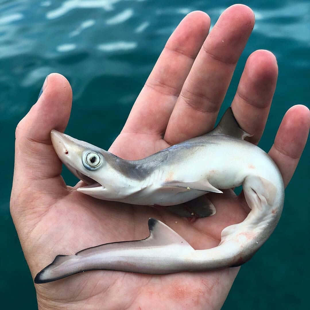 一隻小鯊魚被握在人的手中，懸於海水之上。