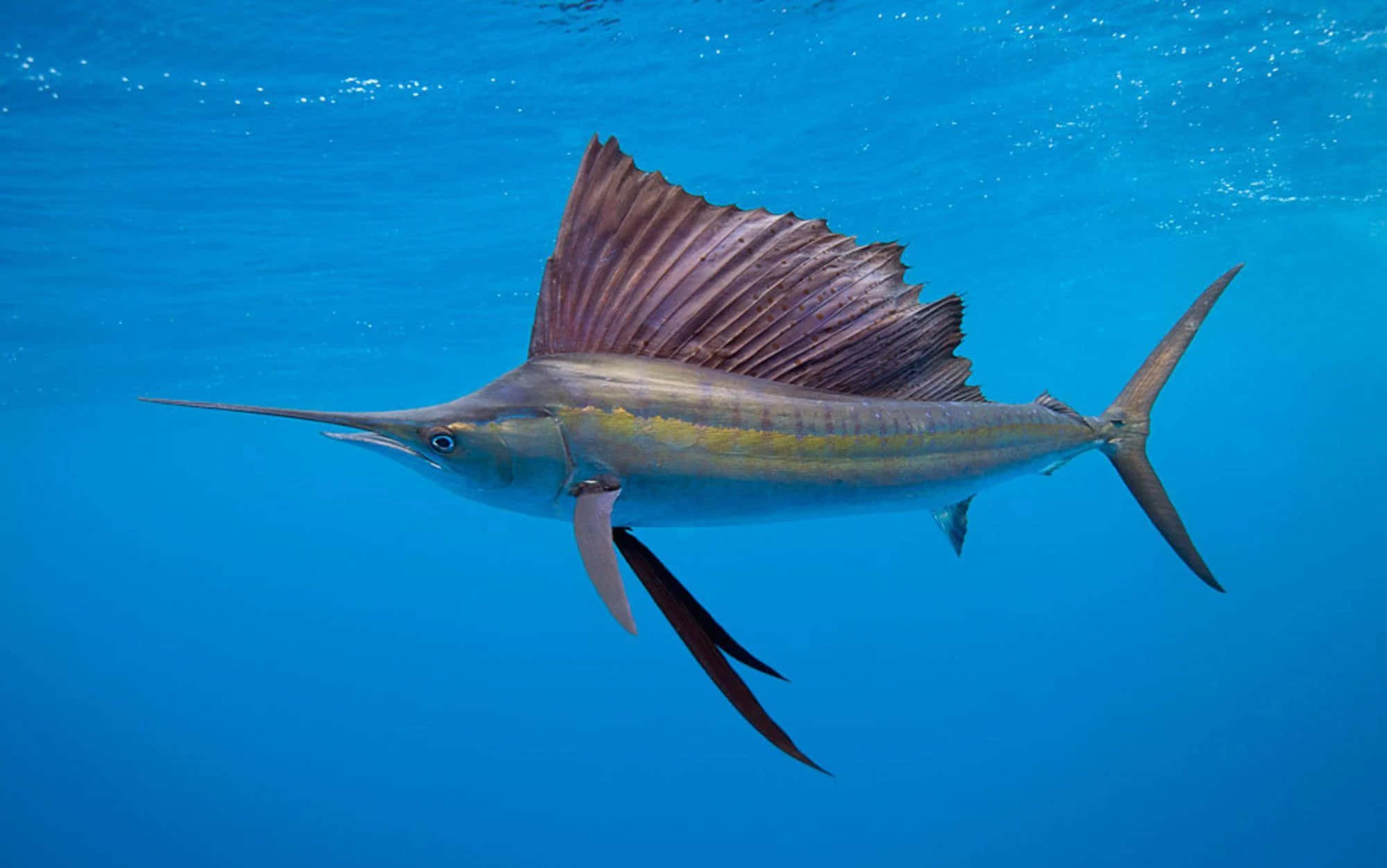 觀賞海洋中色彩繽紛的帆鰭魚 壁紙 — 一條旗魚喺清澈嘅藍色海水入面優雅咁滑行，佢嘅大帆鰭完全展開。