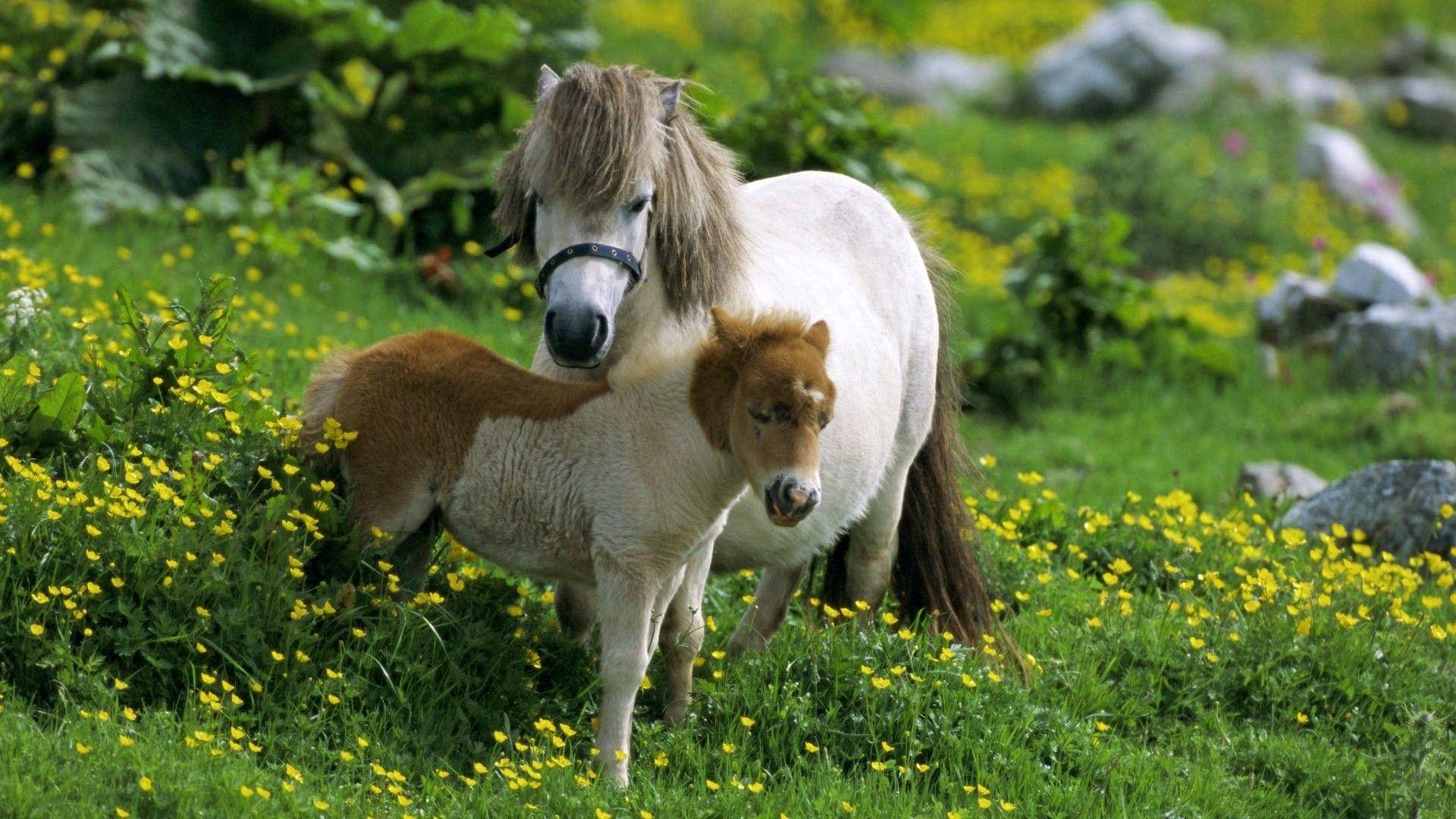 一隻白色小馬和牠的棕色小馬駒站在黃色花田中。