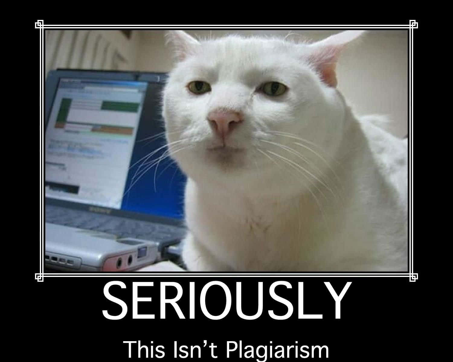 詛咒貓 plagiarism 搞笑迷因圖 壁紙 — 一隻白貓喺打開嘅手提電腦旁邊，專注咁望住相機，上面有文字疊加寫住「SERIOUSLY This Isn't Plagiarism」。