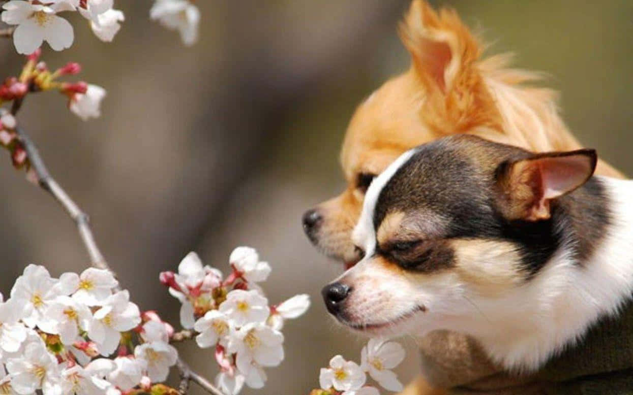 兩隻芝娃娃在春天嗅聞櫻花。