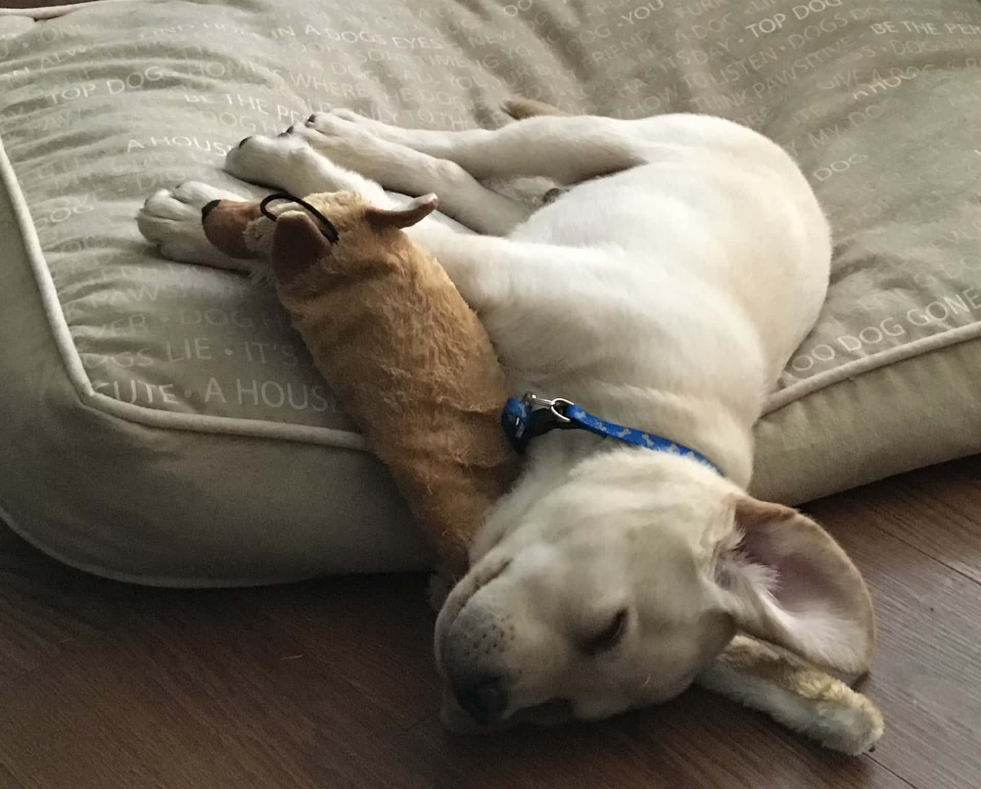白色拉布拉多犬與戴眼鏡的填充狗玩具一起睡覺。