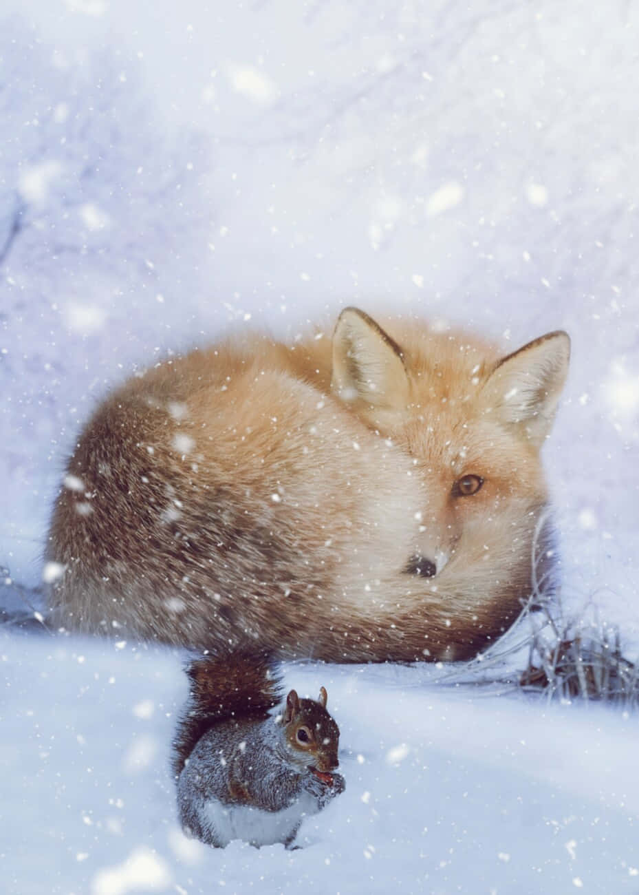 認識鎮上最可愛的狐狸！ 壁紙 — 一隻紅狐和一隻灰松鼠一起坐在雪景中，雪花在它們周圍飄落。