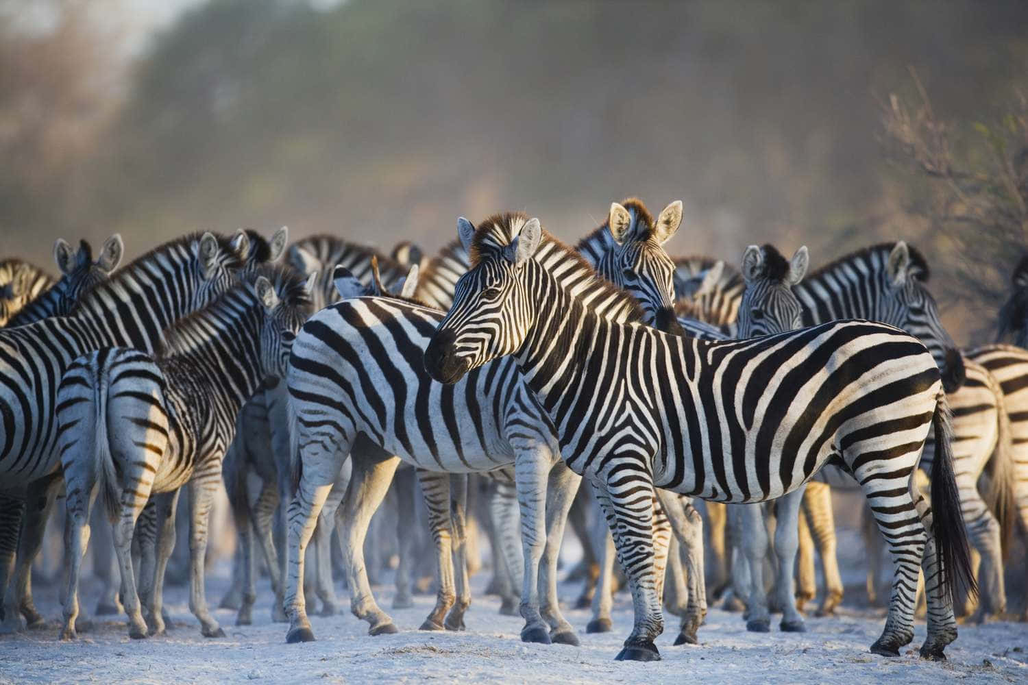 認識非洲令人驚嘆的野生動物！ 壁紙 — 一群斑馬站在陽光照耀的稀樹草原上，柔和的金色光線突顯出牠們的條紋皮毛。