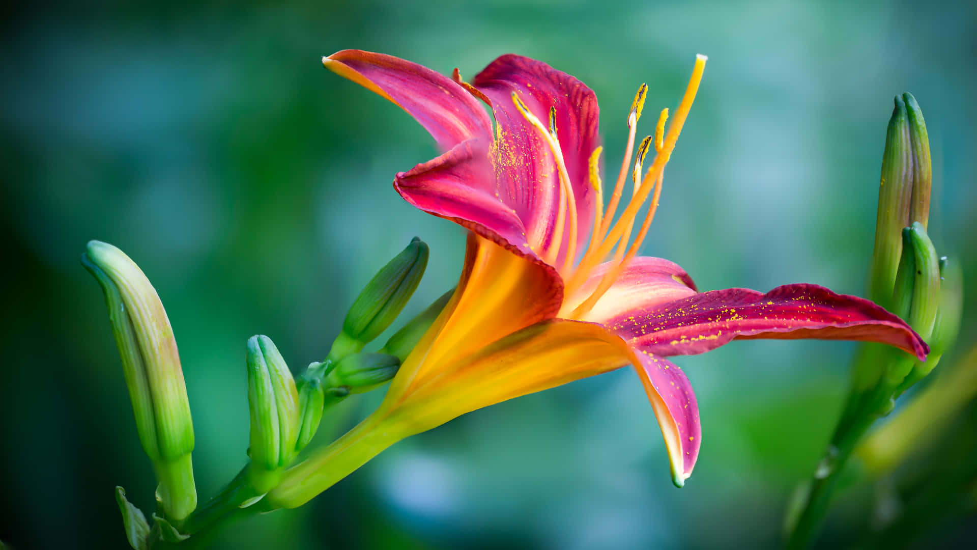 一朵粉紅色和橙色的百合花，帶有黃色雄蕊和綠色花蕾，清晰對焦。