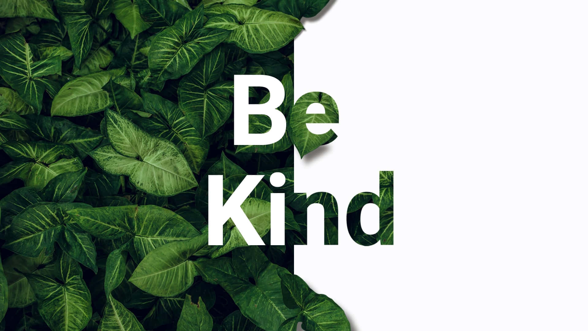 茂密的綠色葉子框住了「Be Kind」這幾個大膽的白色文字。