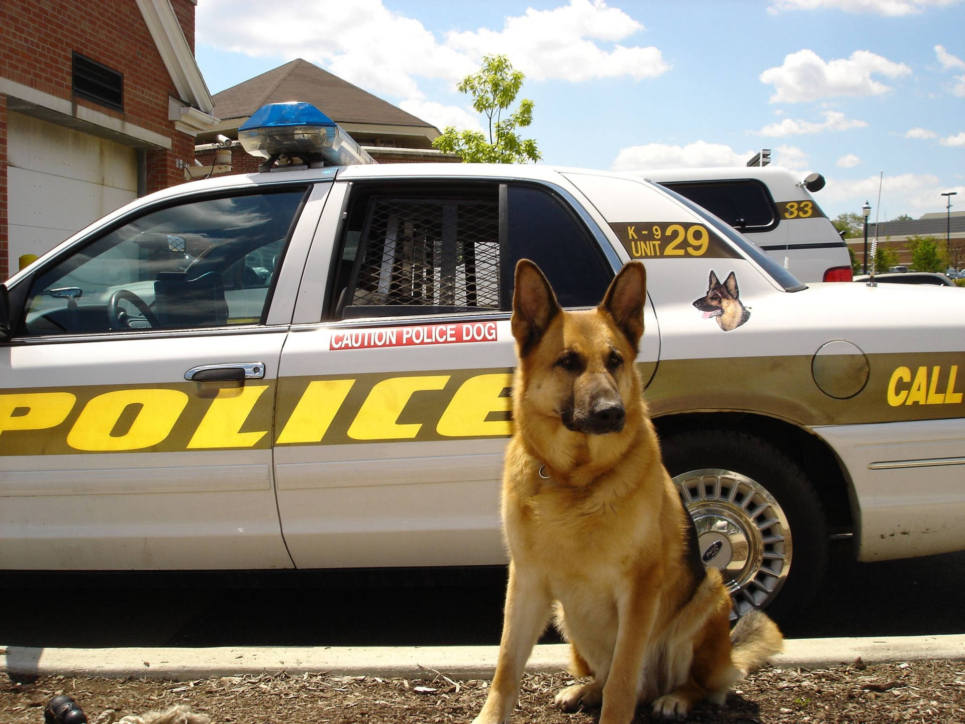 德國牧羊犬警犬在陽光明媚的日子裡坐在警車前。