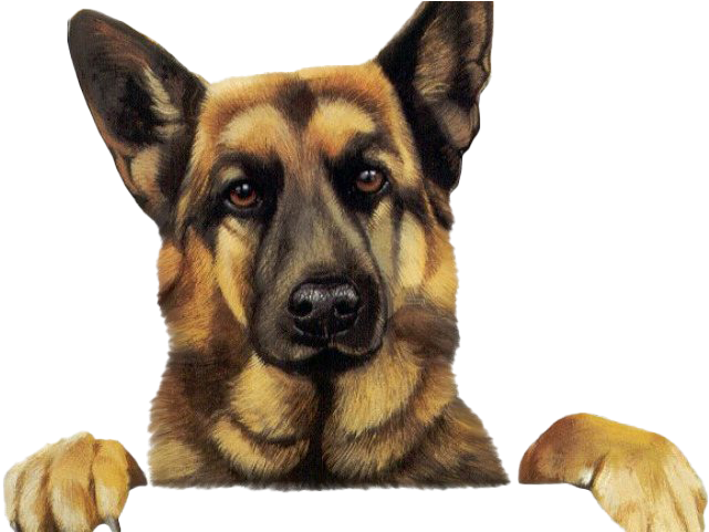 警覺德國牧羊犬肖像 壁紙 — 一隻德國牧羊犬豎起警覺的耳朵，溫暖的棕色眼睛越過表面凝視，爪子擱在邊緣上。