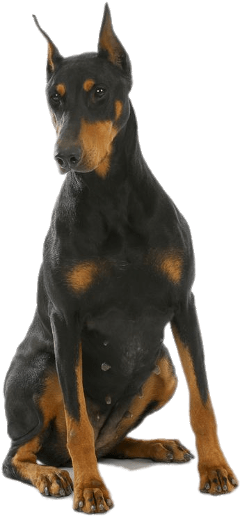 警覺杜賓犬坐姿 壁紙
