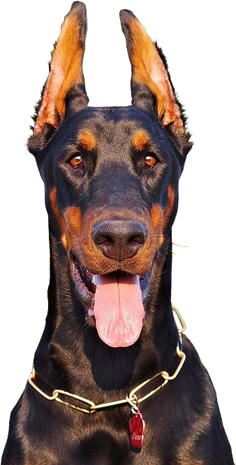 警覺杜賓犬肖像 壁紙